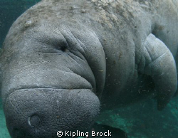 This Manatee followed us the whole day while diving in Cr... by Kipling Brock 